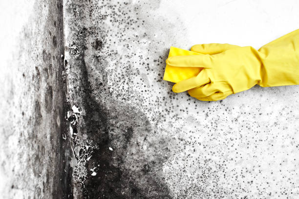 Best Basement Mold Remediation in Rockmart, GA
