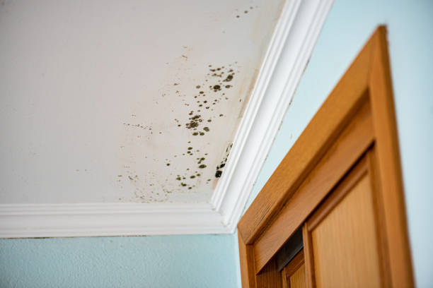 Best HVAC Mold Remediation in Rockmart, GA