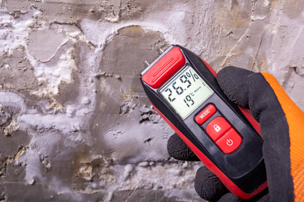 Best Black Mold Remediation in Rockmart, GA
