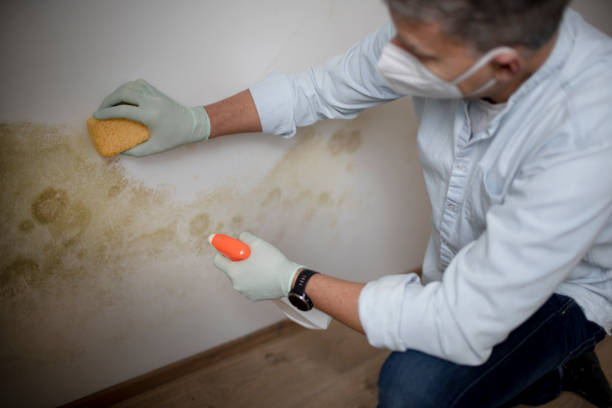 Best DIY Mold Remediation Support Services in Rockmart, GA