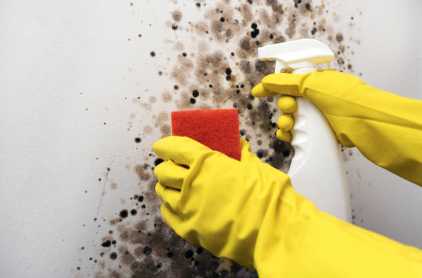 Best Industrial Mold Remediation in Rockmart, GA
