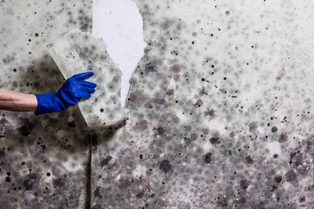 Best Kitchen Mold Remediation in Rockmart, GA