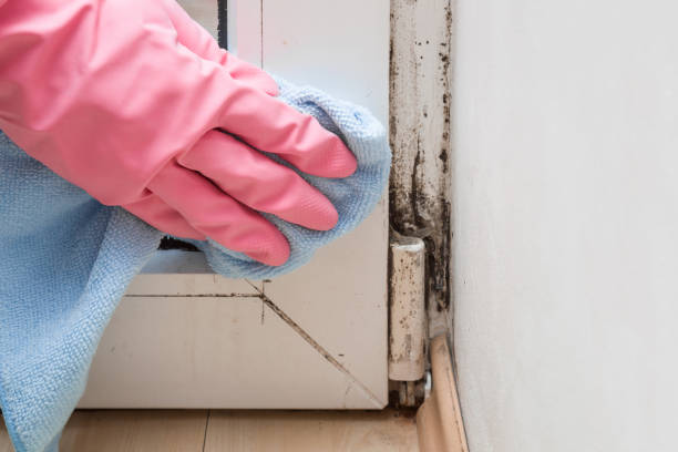 Best Commercial Mold Remediation in Rockmart, GA